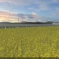 Beautiful Landscape With Yellow Rapeseed Flowers Field And High Speed Train Under Sunset Sky