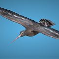 Modern bird cartoon eagle 3d model