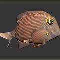 Orange Striped Fish With Large Eyes And Yellow Eye Rings Adult And Juvenile