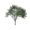 Arbor Tree With Lush Green Leaves And Thick Branches Isolated On White