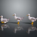 Three White and Gray Seagulls Standing with Yellow Beaks and Feet on Smooth Surface with Reflections