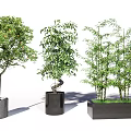 Varied Potted Plants with Fruiting Tree Twisted Foliage and Bamboo in Textured Black Rectangular Planters