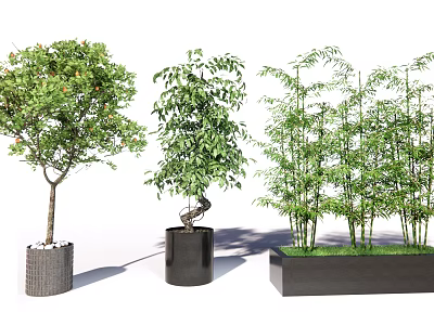 Varied Potted Plants with Fruiting Tree Twisted Foliage and Bamboo in Textured Black Rectangular Planters 3d model