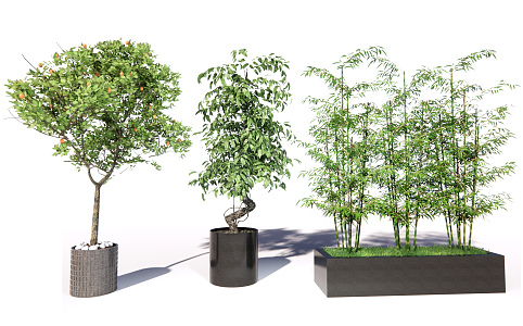 modern potted plant outdoor potted plant 3d model