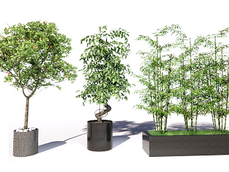 modern potted plant outdoor potted plant 3d model