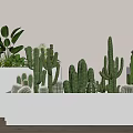 Indoor Cacti And Succulent Bonsai Plants In White Rectangular Planter For Home Decor 3d model
