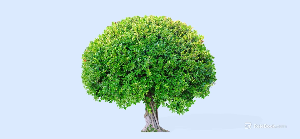 Lush Green Tree with Full Rounded Crown and Textured Trunk Outdoor 3d model