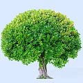 Lush Green Tree with Full Rounded Crown and Textured Trunk Outdoor 3d model
