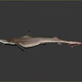 Realistic Brownish Shark With Red Fins In Side View On Smooth Reflective Surface