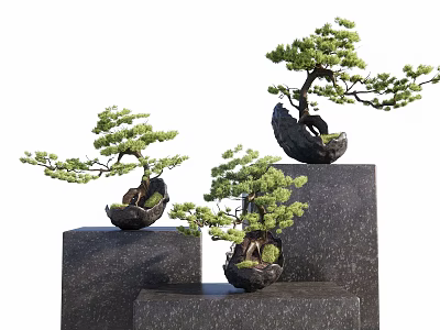 Elegant Bonsai Trees In Pots On Black Stone Pedestals With Lush Green Foliage 3d model