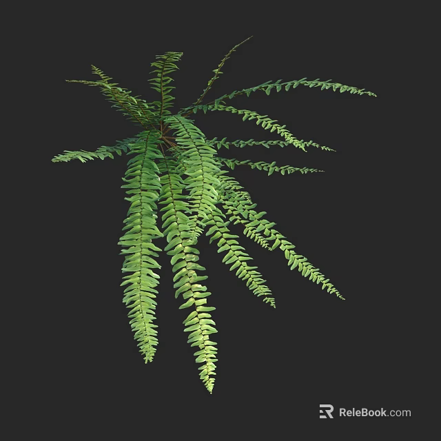 Lush Green Fern Plant With Long Feathery Fronds Against Dark Background 3d model 
