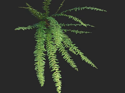 Lush Green Fern Plant With Long Feathery Fronds Against Dark Background 3d model