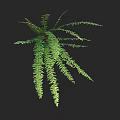 Lush Green Fern Plant With Long Feathery Fronds Against Dark Background