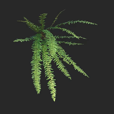 Lush Green Fern Plant With Long Feathery Fronds Against Dark Background 3d model