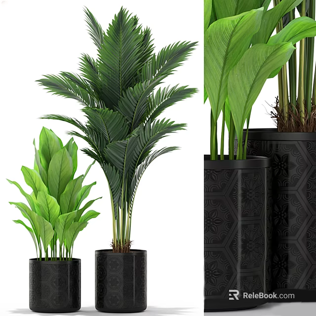 Green Leafy Potted Plants With Various Heights And Black Patterned Pots 3d model