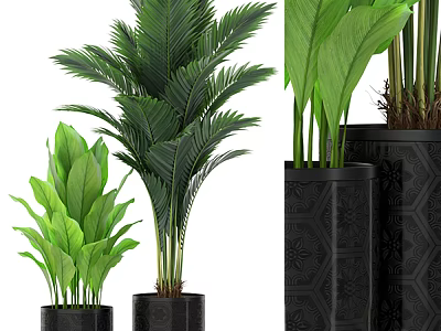 Green Leafy Potted Plants With Various Heights And Black Patterned Pots 3d model