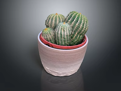 Green Striped Cacti Growing In Textured Beige Pot With Red Inner 3d model