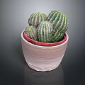 Green Striped Cacti Growing In Textured Beige Pot With Red Inner