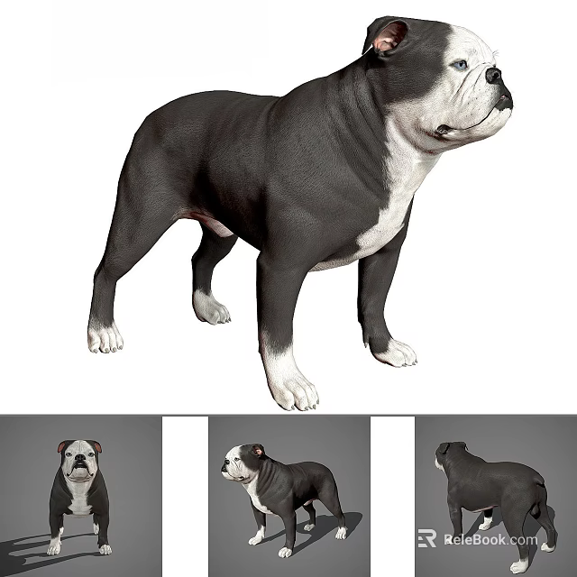 Detailed Reptile 3D Model Display With Multiple Angle Views And Realistic Features 3d model