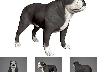 Detailed Reptile 3D Model Display With Multiple Angle Views And Realistic Features 3d model