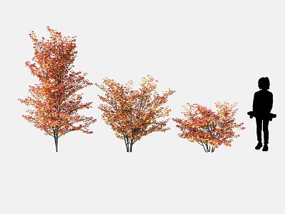 Autumn Trees Featuring Red Orange Foliage Different Sizes And Silhouette Figure 3d model
