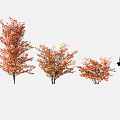 Autumn Trees Featuring Red Orange Foliage Different Sizes And Silhouette Figure