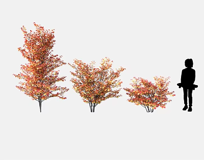 Autumn Trees Featuring Red Orange Foliage Different Sizes And Silhouette Figure 3d model