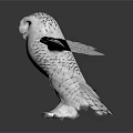 Snowy Owl With Outstretched Wings Standing On White Background In Realistic Pose