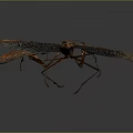 Brown Orange Mantis With Detailed Wing Structure And Long Legs On Dark Gray Background