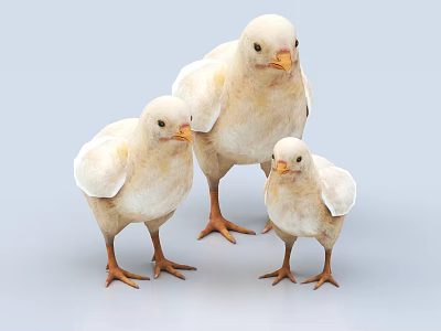 Three White Baby Chicks Standing Together On Light Blue Background 3d model
