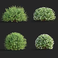Lush Bushy Shrubs With White Flowers And Round Green Garden Foliage