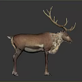 Reindeer with Large Antlers and Brown White Coat on Dark Background