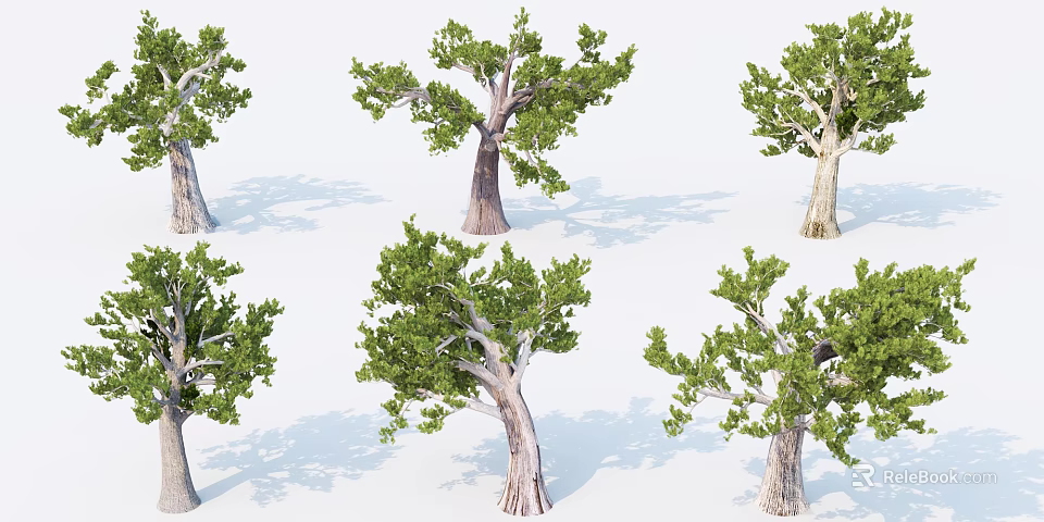 Various Arbor Trees With Green Leaves And Textured Trunks Isolated On White 3d model