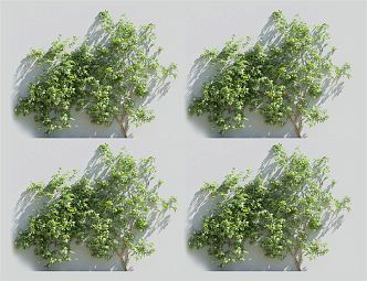 Modern Vine Climbing Vine Plant 3d model