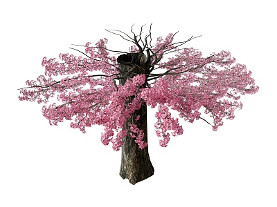 Japanese Sakura Tree Outdoor Tree model