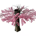 Japanese Sakura Tree Outdoor Tree 3d model