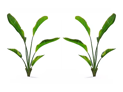 Two Tropical Green Plants With Large Leaves In Symmetric Arrangement Against White Background 3d model