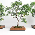 Wooden Square Tree Planters With Lush Green Trees And Natural Design