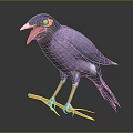 Purple Bird With Blue Head Yellow Eye Ring Open Beak Perched On Branch Dark Background
