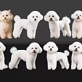 Cute White Puppies In Various Poses On Black Background With Reflections