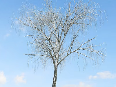Snow Covered Leafless Weeping Tree Against Blue Sky With White Clouds 3d model