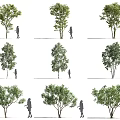 Various Arbor Tree Varieties With Human Silhouette For Size Reference 3d model