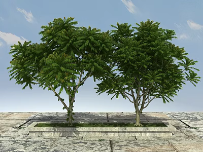 Two Lush Arbor Trees With Green Leaves On Stone Pavement Under Blue Sky 3d model