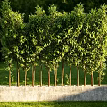 Lush Bamboo Plants Growing In Concrete Planter With Green Grassland And Sunlight