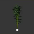 Tall Green Bamboo Plant With Lush Leaves In White Pot For Indoor Decoration