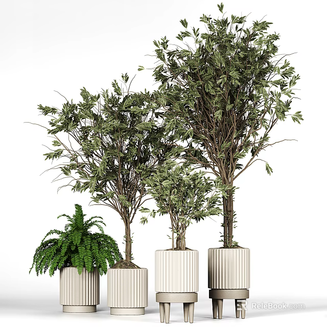 Bonsai Potted Plants with Leafy Trees and Fern in White Textured Cylindrical Pots 3d model 