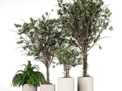 Bonsai Potted Plants with Leafy Trees and Fern in White Textured Cylindrical Pots 3d model