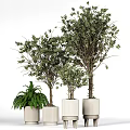 Bonsai Potted Plants with Leafy Trees and Fern in White Textured Cylindrical Pots