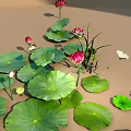 Vibrant Aquatic Plants With Large Green Lotus Leaves And Pink Flowers On Water Surface