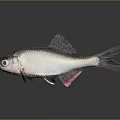 Silver Fish With Red Fins And Metallic Scales On Body